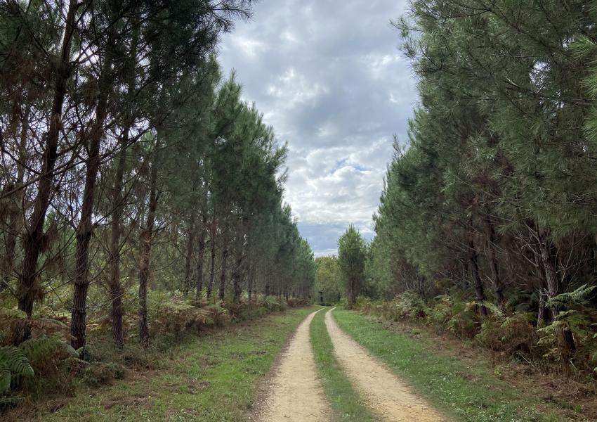Maison d'habitation et son airial au cœur des Landes