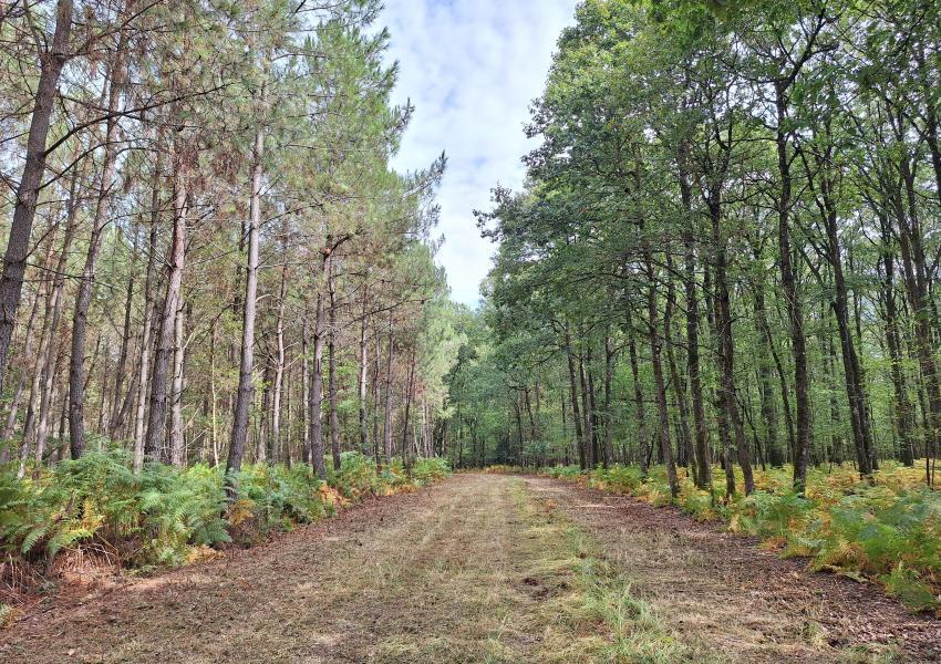 Exploitation céréalière & forestière
