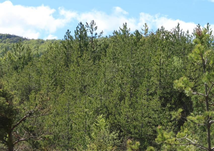 Forêt de production au cœur des Baronnies