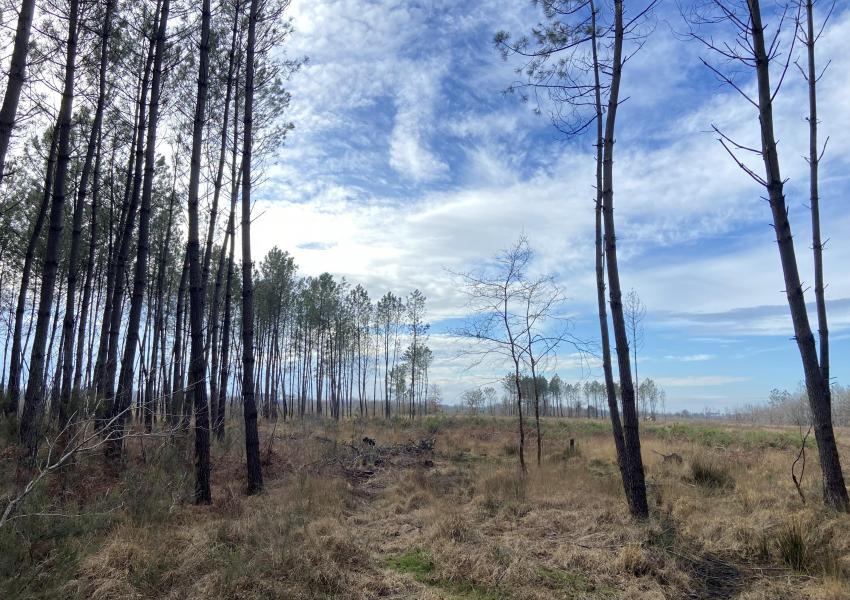 Propriété forestière en Gironde