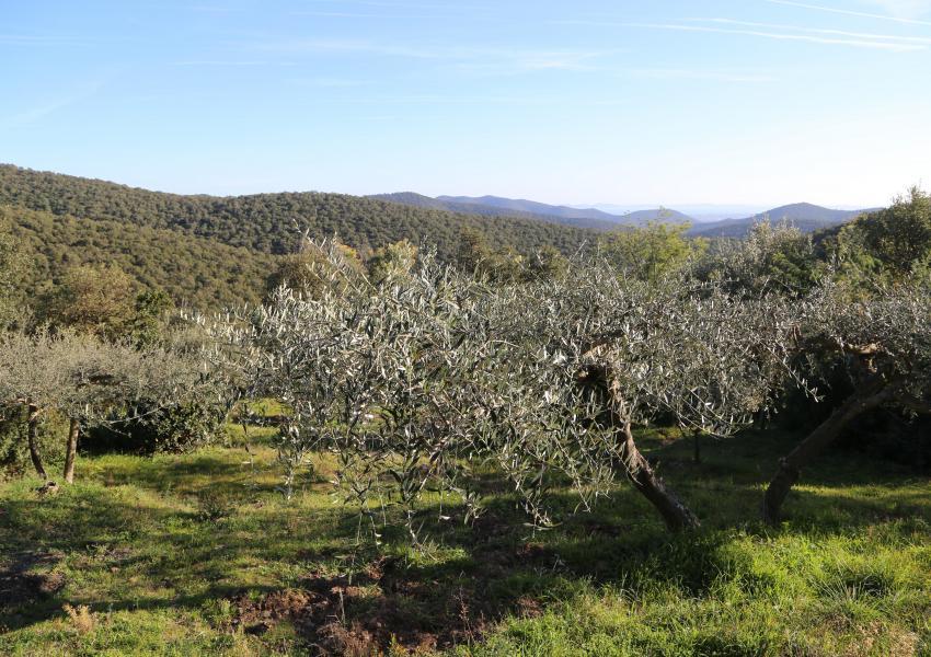 Massif forestier méditerranéen de 404 hectares
