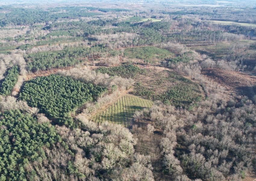 Forêt de production et sa zone humide en Gironde