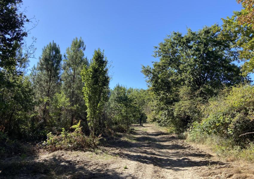 Forêt de production dans les Landes