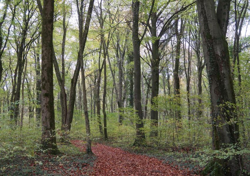 Hêtraie en Meurthe-et-Moselle