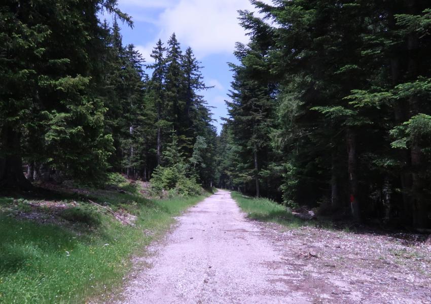 Forêt de production en Isère