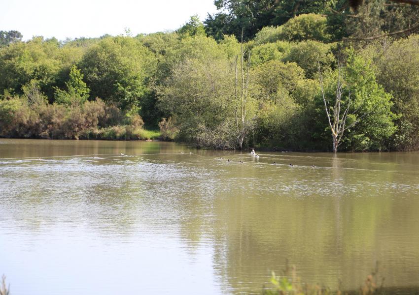 Enclos cynégétique en Dordogne