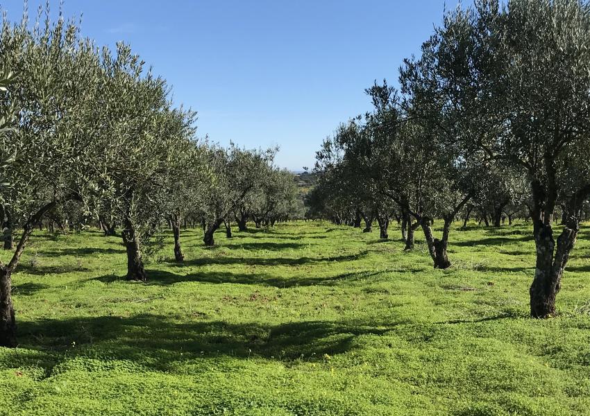 Oliveraie dans la région de l'Alentejo au Portugal