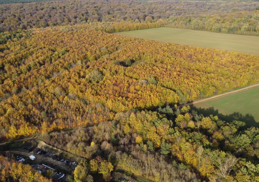 Plantation feuillues en Meuse