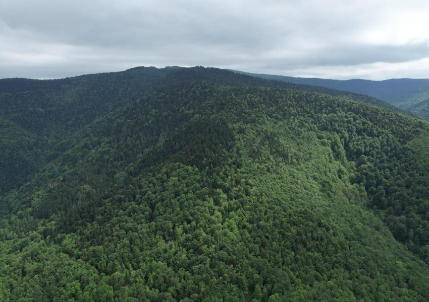 Forêt Mixte en Ariège
