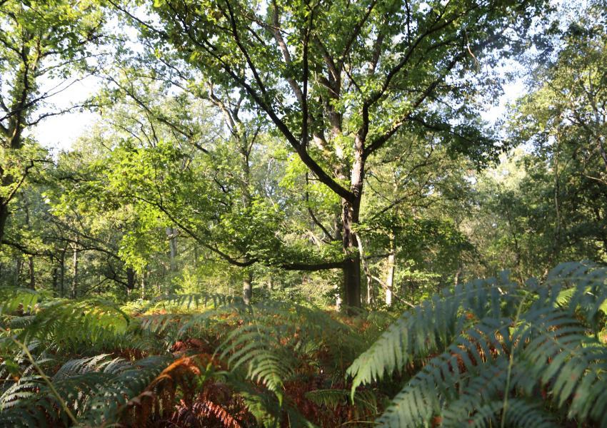 Propriété forestière en Sologne Bourbonnaise