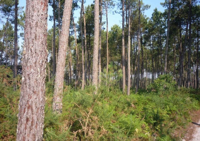 Achat Foret Landes