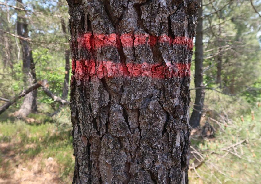 Forêt de Production en Ardèche
