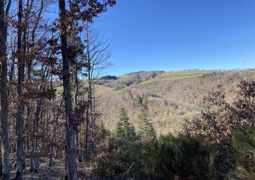 Forêt à haute valeur environnementale en Haute-Loire