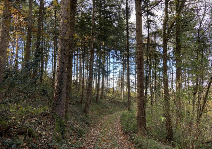 Forêt de production dans les Hautes-Pyrénées