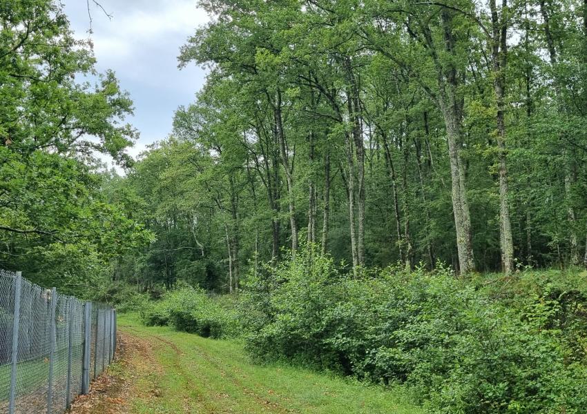 Forêt de Chênes proche de Toulouse