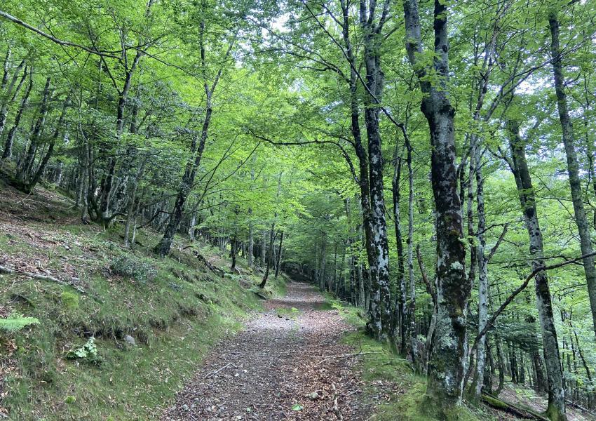 Forêt Mixte en Ariège
