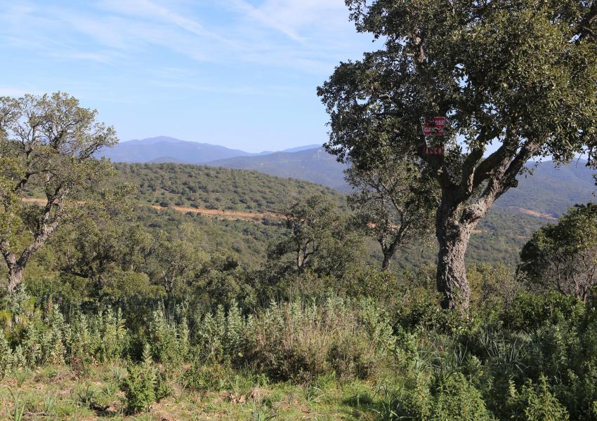 Massif forestier méditerranéen de 404 hectares