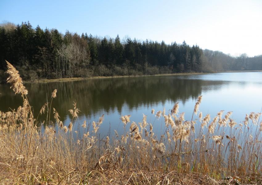 Propriété forestière avec étang