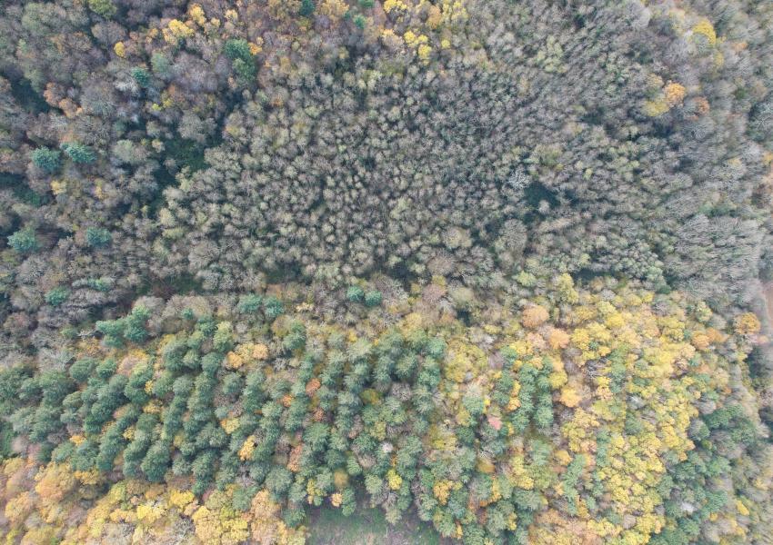 Forêt de production dans les Hautes-Pyrénées