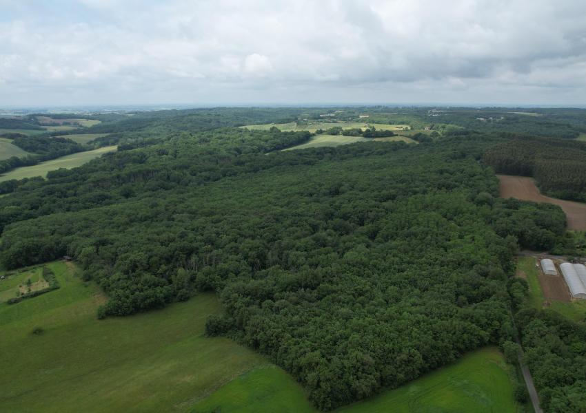 Forêt de feuillus en Haute-Garonne