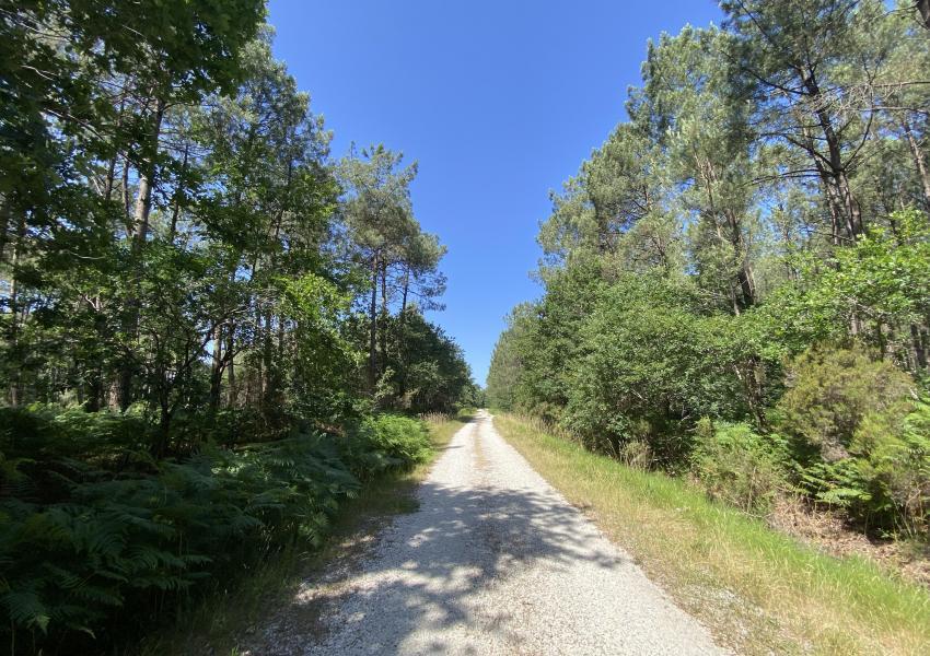 Forêt de Pin Maritime vers Bordeaux