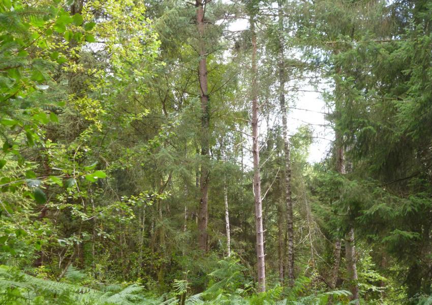 Propriété forestière au Nord de la Dordogne