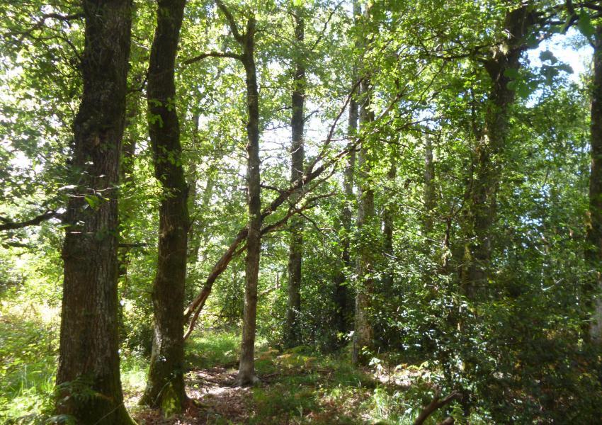 Propriété forestière au Nord de la Dordogne