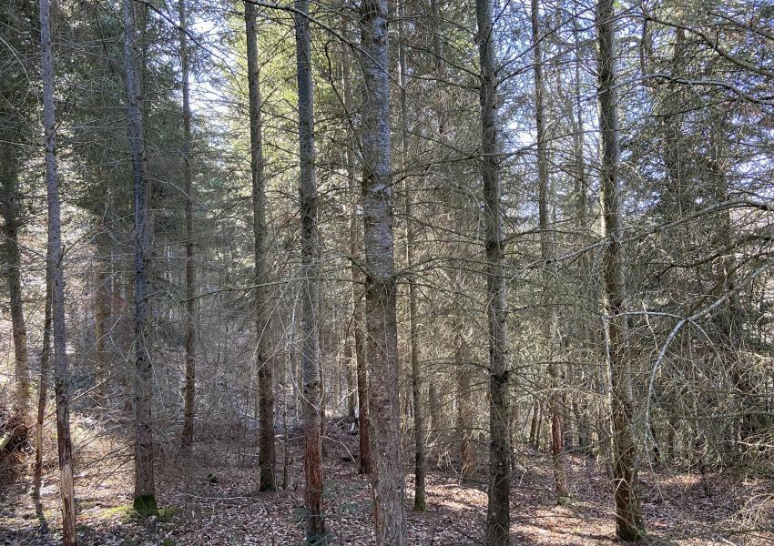 Forêt à haute valeur environnementale en Haute-Loire