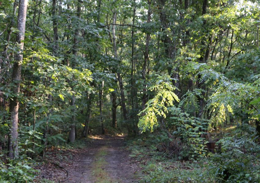Propriété forestière en Sologne Bourbonnaise
