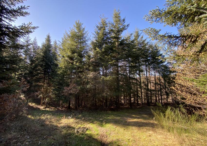 Forêt à haute valeur environnementale en Haute-Loire