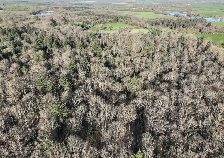 Forêt de Chênes dans l'Allier