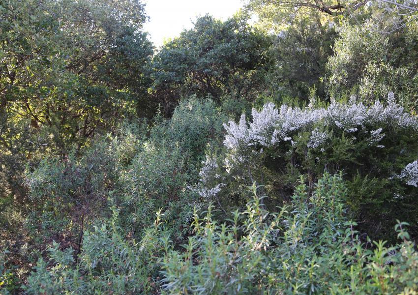 Massif forestier méditerranéen de 404 hectares