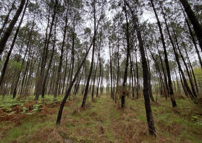 Forêt de Pins Maritimes dans Les Landes