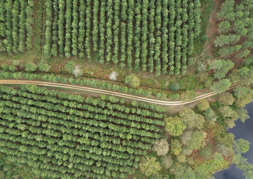 Maison d'habitation et son airial au cœur des Landes