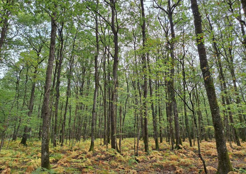 Exploitation céréalière & forestière