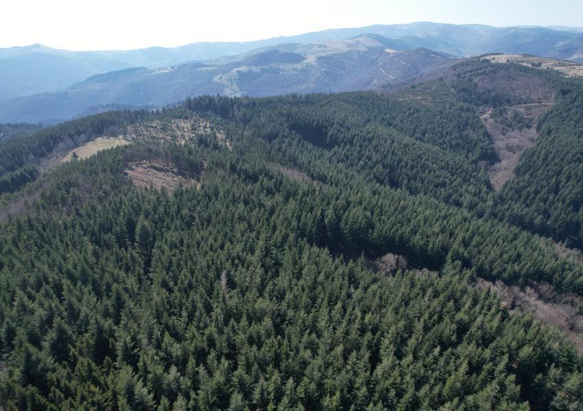 Forêt de production dans les Monts d'Ardèche en Auvergne Rhône Alpes