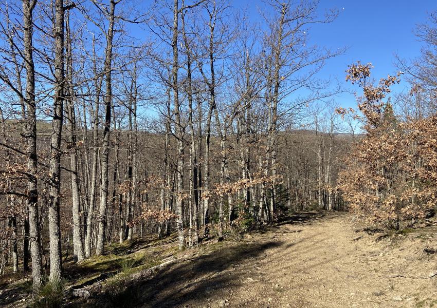 Forêt de production en Haute-Loire