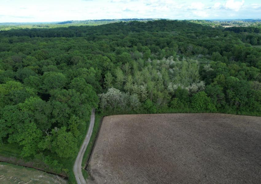 Peupleraie dans les Landes de Chalosse