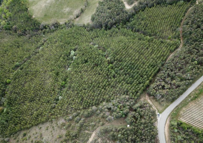 Forêt de production au cœur des Baronnies