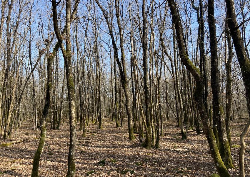 Propriété forestière dans le Parc Naturel Loire-Anjou-Touraine