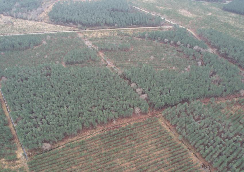 Forêt de Pin Maritime vers Bordeaux