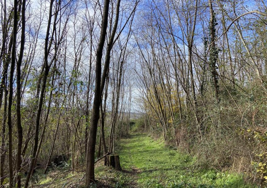 Forêt de production dans les Hautes-Pyrénées