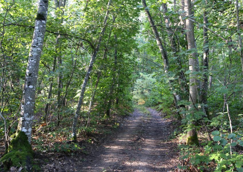 Propriété forestière en Sologne Bourbonnaise