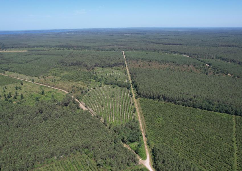 Forêt de Pin Maritime vers Bordeaux