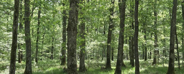 Forêt de Chênes dans l'Allier