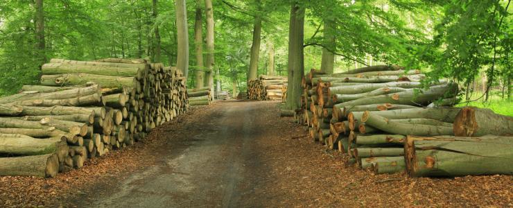 Cahier des charges pour la vente de bois