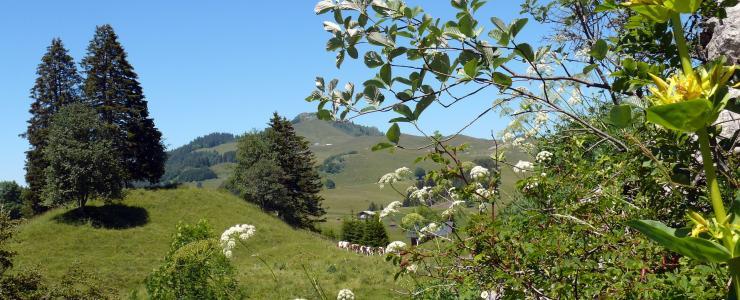 74 Haute-Savoie - Principal département producteur d'épicéas