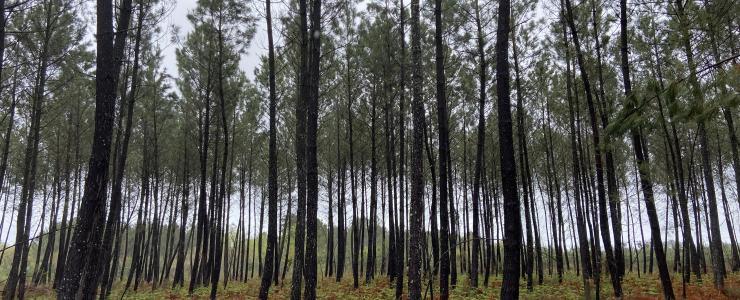 Forêt de Pins Maritimes dans Les Landes