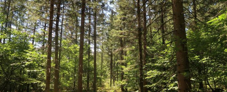 Savez-vous que les forêts se vendent?