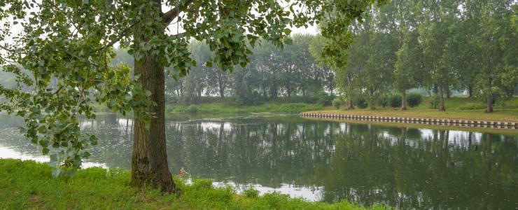 55 Meuse - Les forêts reconstituées offrent une belle diversité d’essences